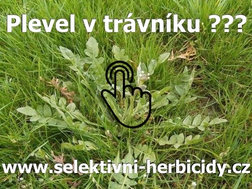 Plevel v trávníku Plevel v trávníku